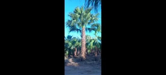 نخل🌴 واشنطني زينه🌴 امريكي