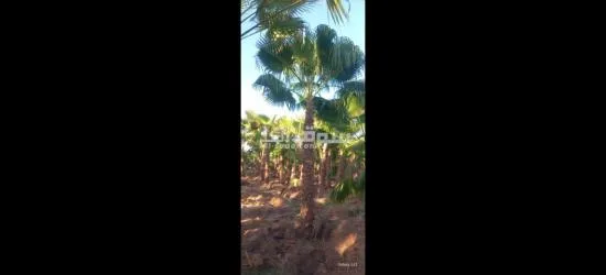 نخل🌴 واشنطني زينه🌴 امريكي - 2