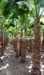 مقاول نخيل وتنسيق الحدائق - 2