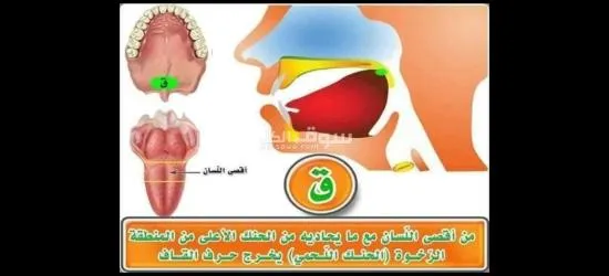 معلم تأسيس وقرآن ونور البيان وتجويد للأطفال وكبار السن لمختلف الأعمار - 2