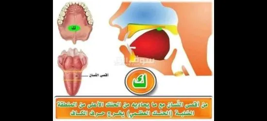 معلم تأسيس وقرآن ونور البيان وتجويد للأطفال وكبار السن لمختلف الأعمار - 3