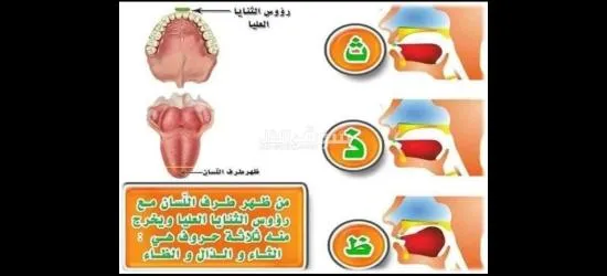 معلم تأسيس وقرآن ونور البيان وتجويد للأطفال وكبار السن لمختلف الأعمار - 12