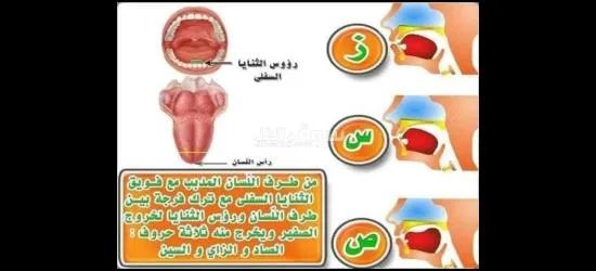 معلم تأسيس وقرآن ونور البيان وتجويد للأطفال وكبار السن لمختلف الأعمار - 13