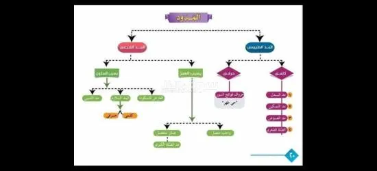 معلم تأسيس وقرآن ونور البيان وتجويد للأطفال وكبار السن لمختلف الأعمار - 15