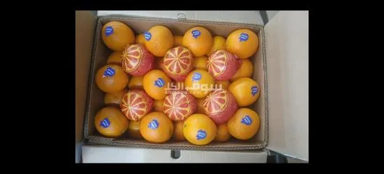 برتقال صيفى - 2