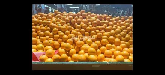 برتقال صيفى - 3