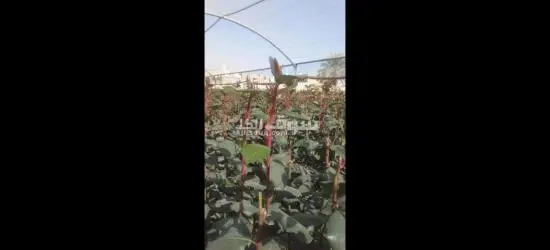بكل انوعه - 2