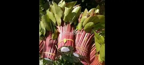 بكل انوعه - 3