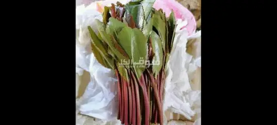 بكل انوعه - 4