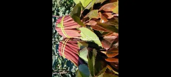 بكل انوعه - 6