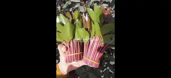 بكل انوعه - 8