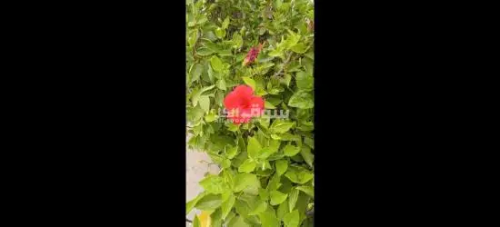تنسيق حدائق وملاعب فرش وتخطيط - 2