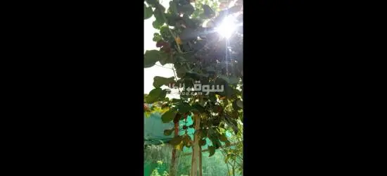 تنسيق حدائق وملاعب فرش وتخطيط - 6
