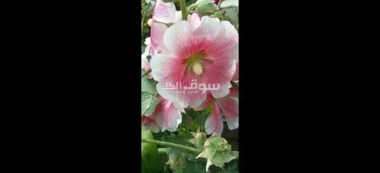 تنسيق حدائق وملاعب فرش وتخطيط - 8