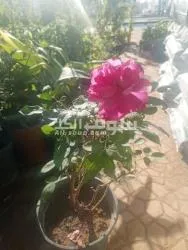 مشتل الرياض لتنسيق الحدائق - 3