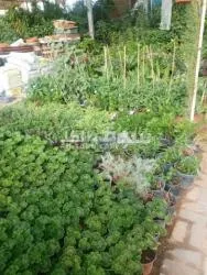 مشتل الرياض لتنسيق الحدائق - 4