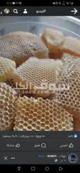 عسل سدر ممتاز على الشرط - 11