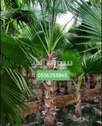 نخل واشنطني