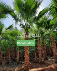 نخل واشنطني - 2