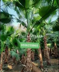 نخل واشنطني - 3