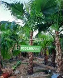 نخل واشنطني - 4
