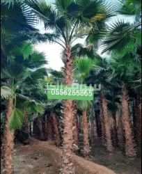 نخل واشنطني - 7