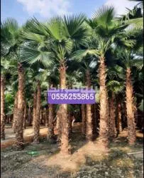 نخل واشنطني - 8