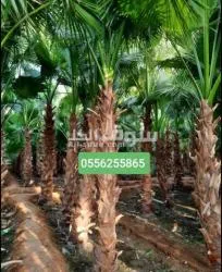 نخل واشنطني - 9
