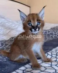 Carcel Kittens for Sale