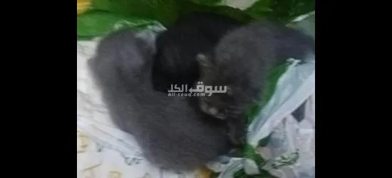 3قطط والام يصيرو اربعه