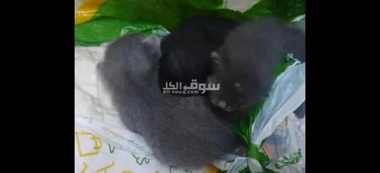 3قطط والام يصيرو اربعه - 2