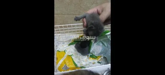 3قطط والام يصيرو اربعه - 3