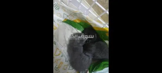 3قطط والام يصيرو اربعه - 4
