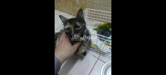 3قطط والام يصيرو اربعه - 5