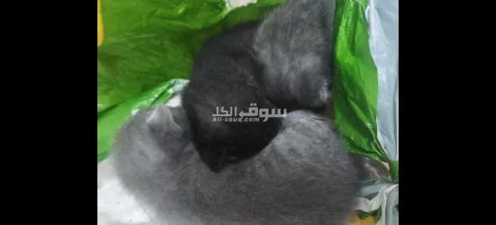 3قطط والام يصيرو اربعه - 6