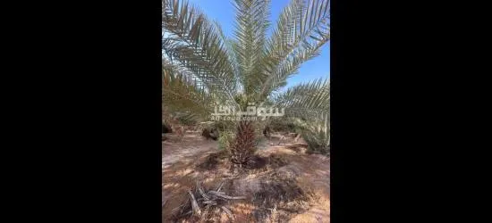 زيتون مثمر نيبالي ونخيل بلدي واشنطني