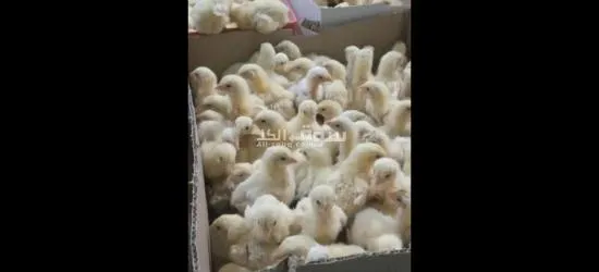 صيصان البيع