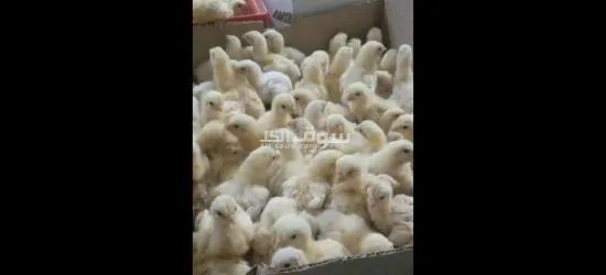 صيصان البيع - 2