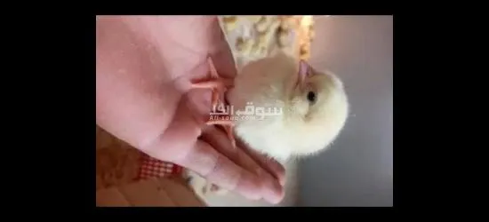 صيصان البيع - 3