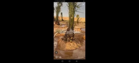 نخل القصيم جثايث فسايل نقابل فراخه