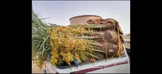 نخيل عربي مثمرر