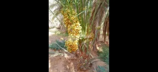 نخيل عربي مثمرر - 2