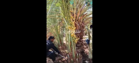 نخيل عربي مثمرر - 3