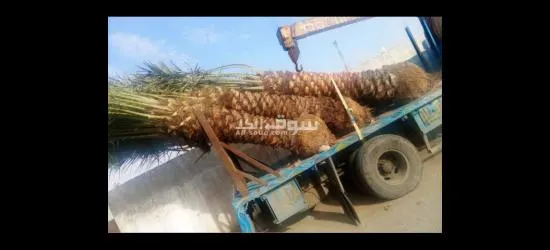 نخيل عربي مثمرر - 6