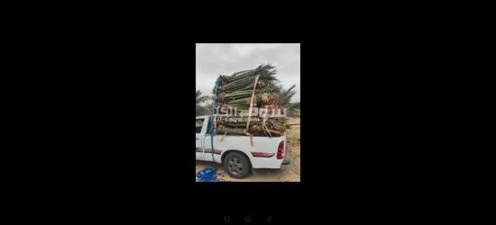 نخيل عربي مثمرر - 7