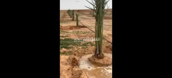 نخيل عربي مثمرر - 8