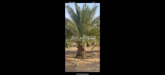 نخيل عربي مثمرر - 9