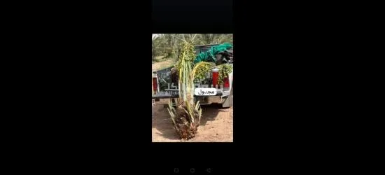 نخيل عربي مثمرر - 10