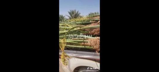 فسايل نخيل مجدول مثمره - 5