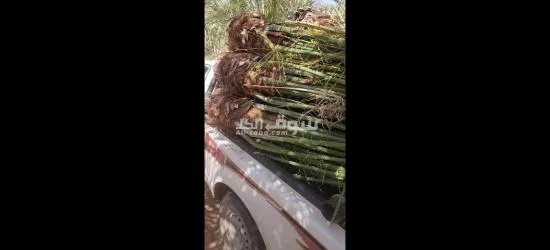 فسايل نخيل مجدول مثمره - 6